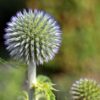 Echinops Tienschianum - Great Globe Thistle  Blue - Image 2