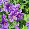 Geranium- Johnsons Blue -  2 litre pot - Image 2