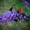 Buddleia 'Peacock' (Butterfly Bush)