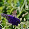 Buddleia 'Black Knight' (Butterfly Bush)