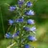 Echium Vulgare - UK Native Wildflower - 2 litres - Image 2