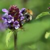 Prunella Freelander Blue - Self-Heal- 2 litre pot - Image 4