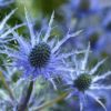 ERYNGIUM PLANUM - 2 litre pot