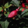 Fuchsia Mrs. Popple - 2 litre pot - Image 3