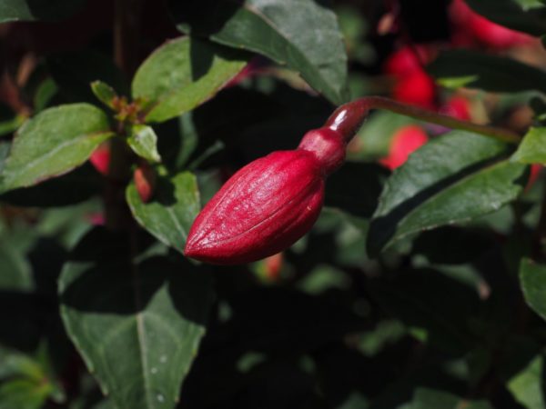 Fuchsia Mrs. Popple - 2 litre pot - Image 3