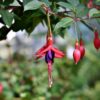 Fuchsia Mrs. Popple - 2 litre pot