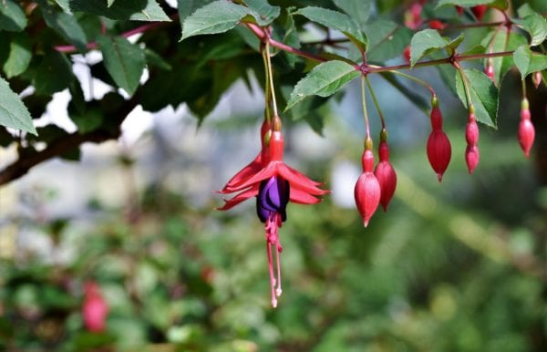 Fuchsia Mrs. Popple - 2 litre pot