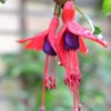 Fuchsia Mrs. Popple - 2 litre pot - Image 2
