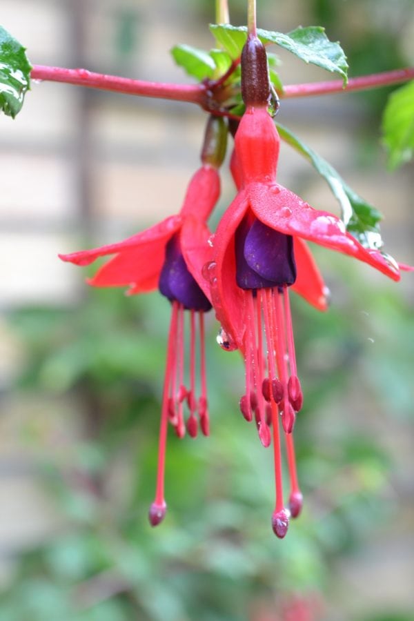 Fuchsia Mrs. Popple - 2 litre pot - Image 2