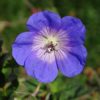Geranium Rozanne 2 litre pot - Image 2