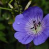Geranium Rozanne 2 litre pot