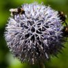Echinops Tienschianum - Great Globe Thistle  Blue