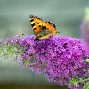 Buddleia 'Peacock' (Butterfly Bush)