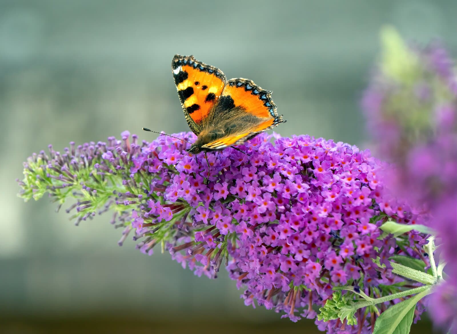Buddleia 'Peacock' (Butterfly Bush)