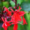 Lobelia Cardinalis "Queen Victoria" - 2 litre pot