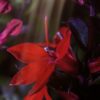 Lobelia Cardinalis "Queen Victoria" - 2 litre pot - Image 2