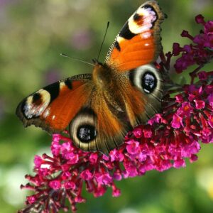 Buddleia Davidii 'Royal Red' (Butterfly Bush)