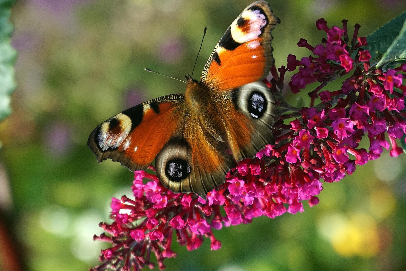 Buddleia Davidii 'Royal Red' (Butterfly Bush)