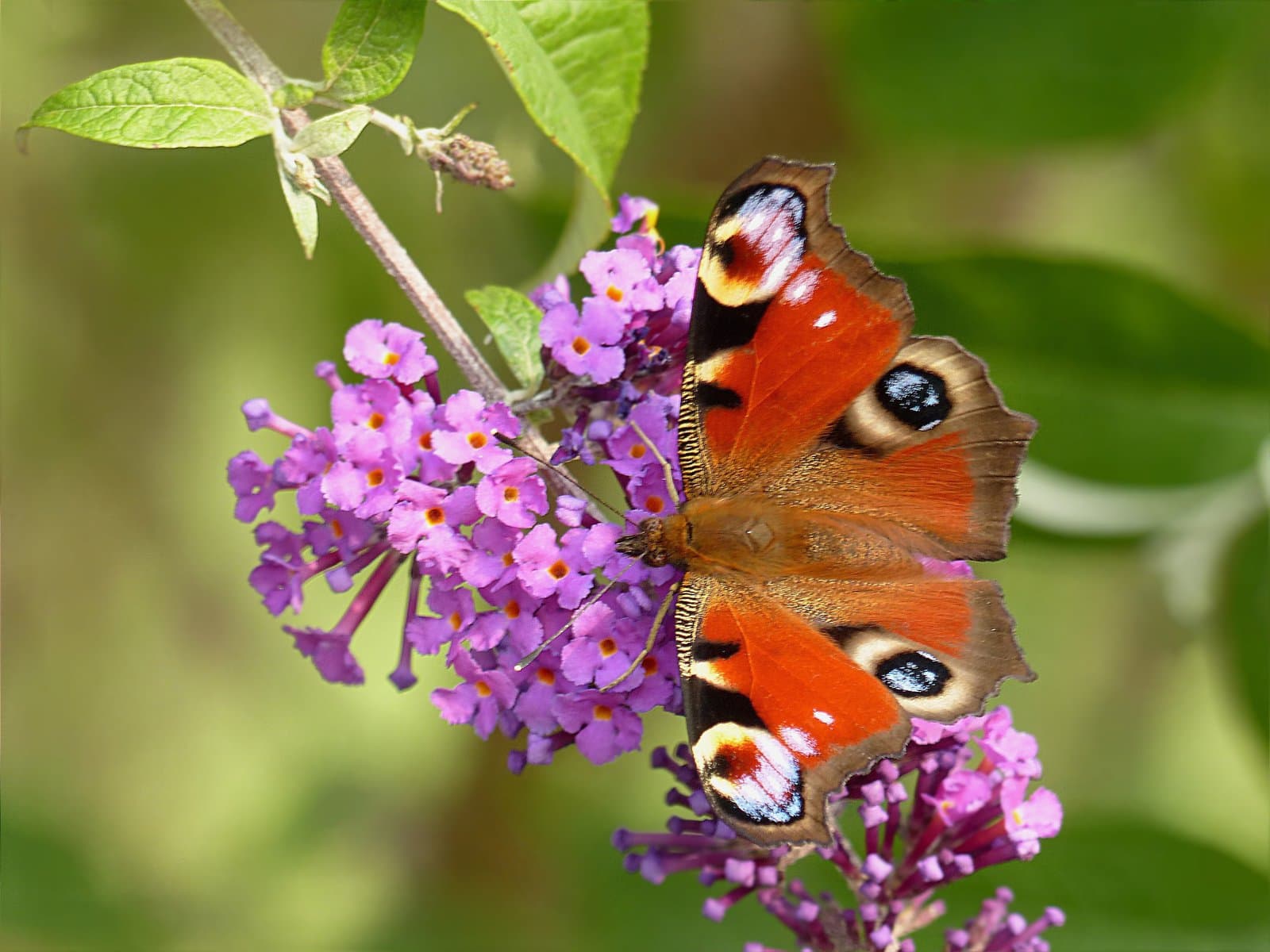 Buddleia 'Peacock' (Butterfly Bush) - Image 2