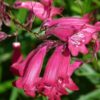 Penstemon 2 litre pot - Mixed purple/pink shades
