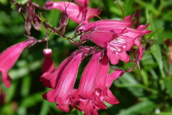 Penstemon 2 litre pot - Mixed purple/pink shades