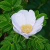 Rosa Rugosa (Shrub Rose) Pink or White - 2 litres - Image 5