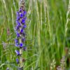 Echium Vulgare - UK Native Wildflower - 2 litres - Image 4