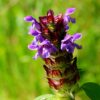 Prunella Freelander Blue - Self-Heal- 2 litre pot - Image 3