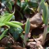 Solomon's Seal - traditional type - 2 litre pot - Image 3