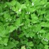 Solomon's Seal - traditional type - 2 litre pot - Image 2