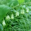 Solomon's Seal - traditional type - 2 litre pot
