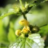 Lamium Galeodolen - Yellow Archangel - 2 litre pot