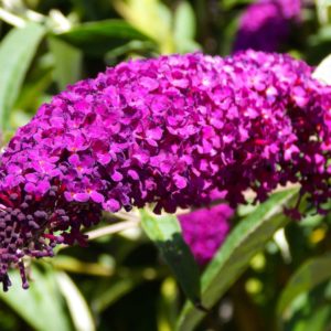 Buddleia Davidii 'Royal Red' (Butterfly Bush)