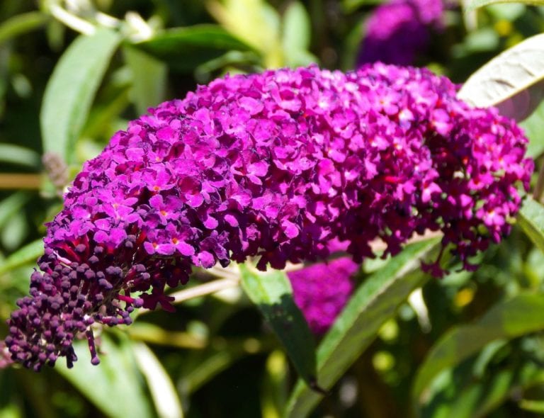 Buddleia Davidii 'Royal Red' (Butterfly Bush) 5 litres Enchanted