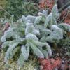 Stachys - Byzantina (Lambs Ears) Seeds - Image 2