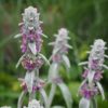 Stachys - Byzantina (Lambs Ears) Seeds