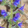 Echium Vulgare - UK Native Wildflower - 2 litres - Image 3
