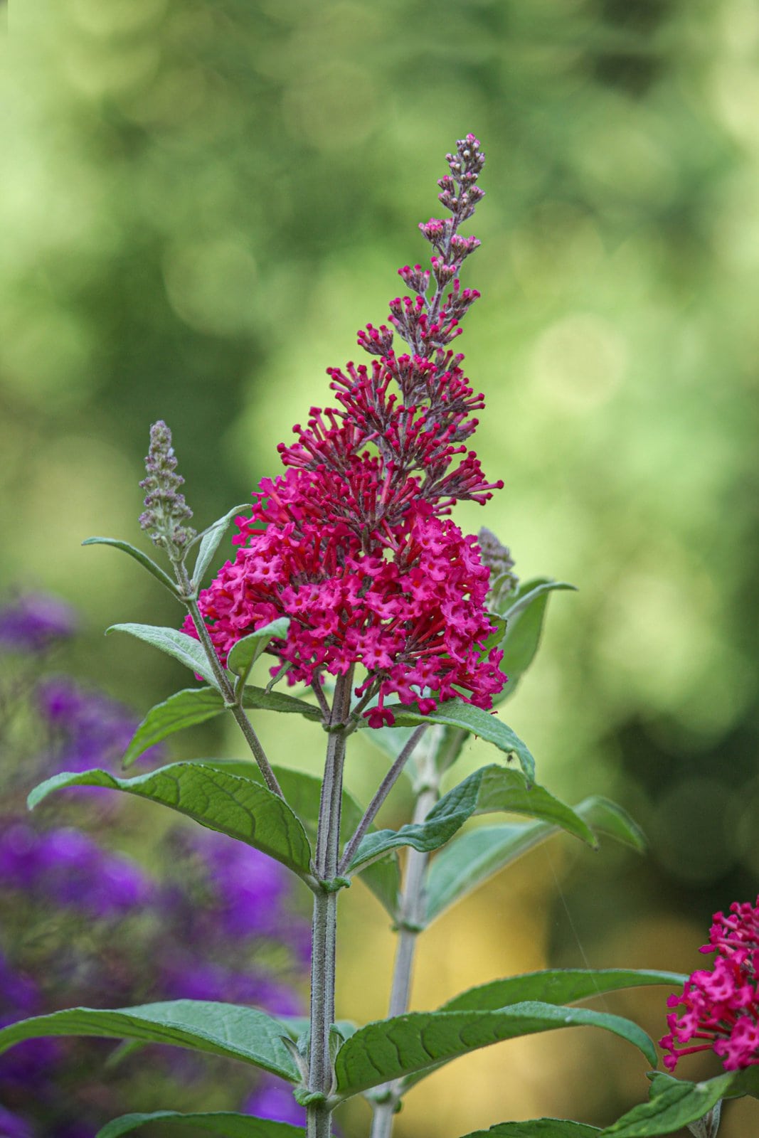 Buddleia Davidii 'Royal Red' (Butterfly Bush) - Image 2