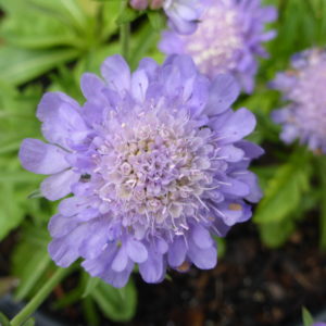 Scabious Ritz-Blue -  2 litre pot