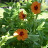 Potentilla Tonguei 2 litre pot - Image 3