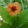 Potentilla Tonguei 2 litre pot