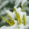 Mahonia Charity 5 litres - Image 2