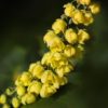 Mahonia Charity 5 litres