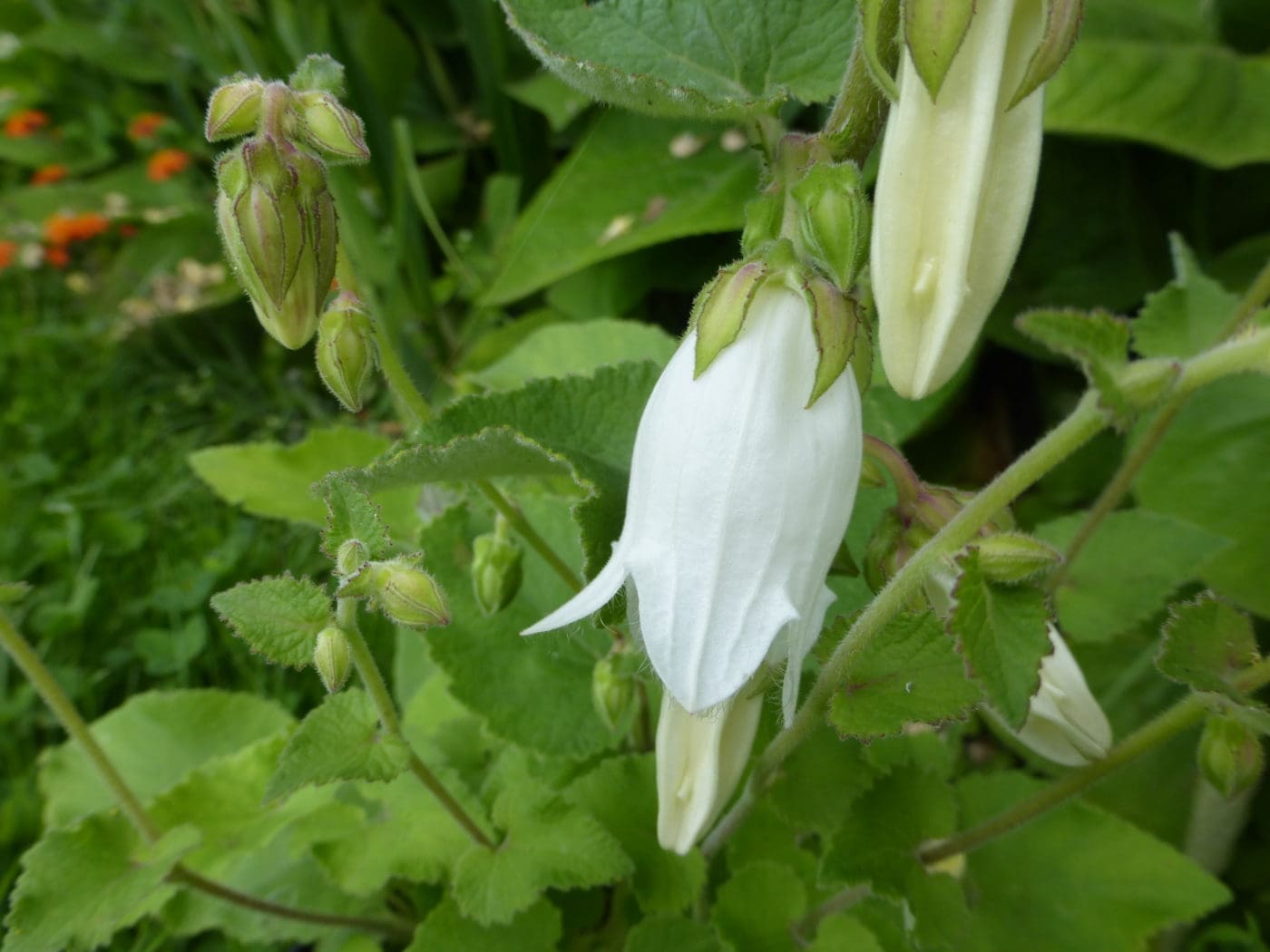 Campanula Aliarifolia - highly unusual! - 2 litre pot - Image 3