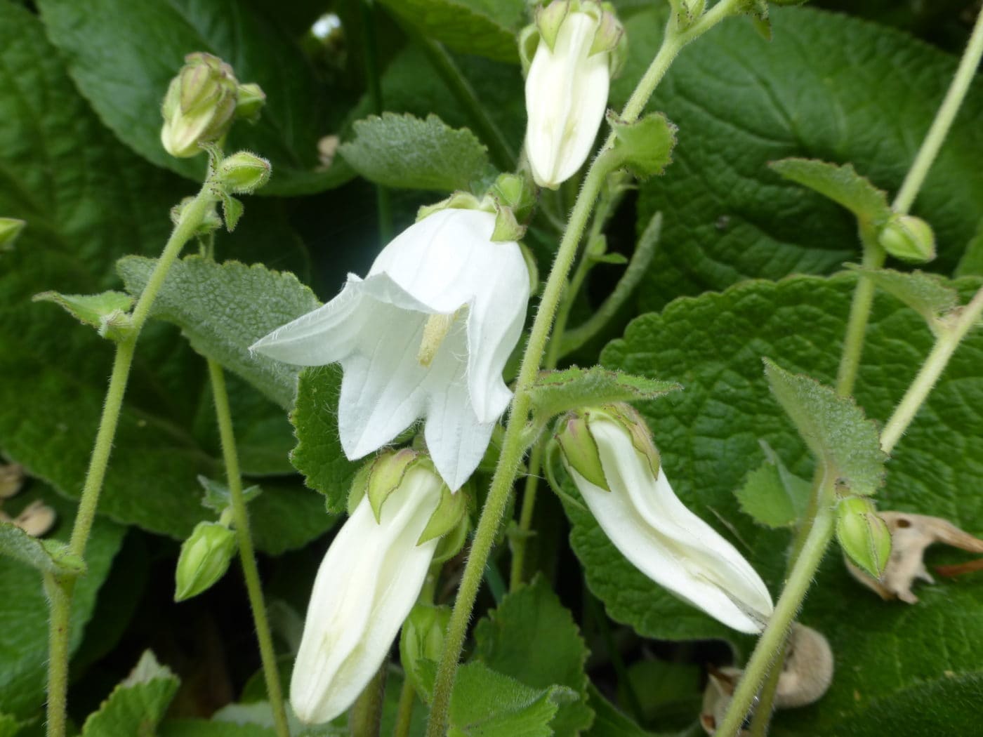 Campanula Aliarifolia - highly unusual! - 2 litre pot - Image 2