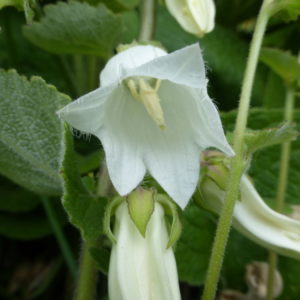 Campanula Aliarifolia - highly unusual! - 2 litre pot