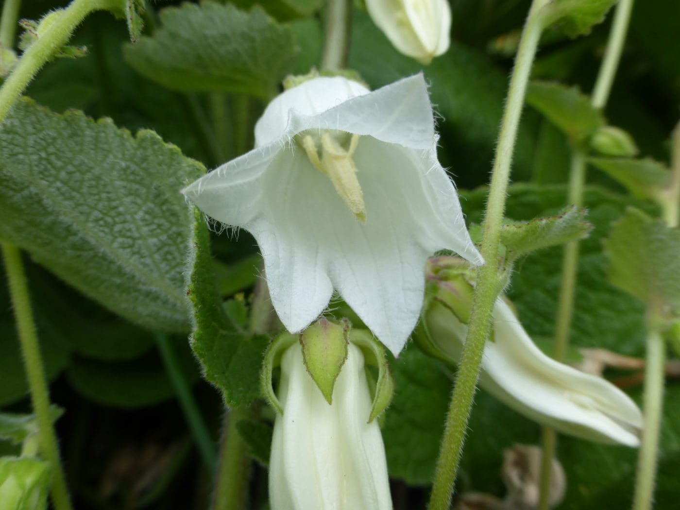 Campanula Aliarifolia - highly unusual! - 2 litre pot