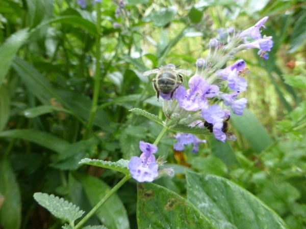 Calamintha Nepeta Big Blue Cloud - Catmint - 2 litre pot
