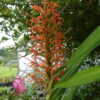 Hedychium Aurantiacum (Ginger Lilly) 5 litre pot