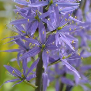 Camassia Leichtlinii Quamash Blue - 2 litre pot